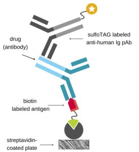 Pharmacokinetic analysis of biotherapeutics | FyoniBio