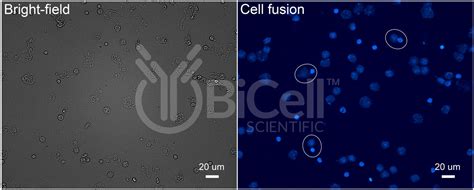 Hybridoma Selection - BiCell Scientific®