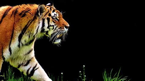 Walking Tiger Desktop Background