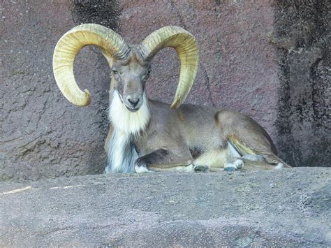 Transcaspian urial, a wild sheep native to Central and South Asia Photograph by Lisa Crawford ...