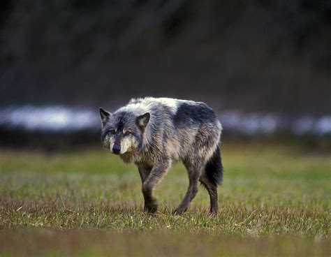 Alexander Archipelago Wolves | Discovery Southeast