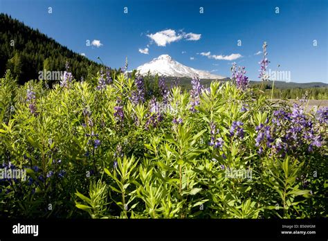 Wildflowers and mount hood Stock Photo - Alamy