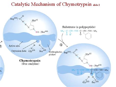 Catalytic Mechanism of Chymotrypsin slide 1 Chymotrypsin Protease