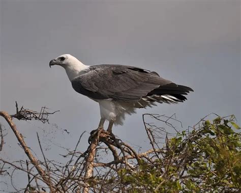 White-Bellied Sea Eagle - Facts, Diet, Habitat & Pictures on Animalia.bio