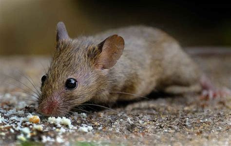 Find Rodent Exterminators: Rodent Control Help