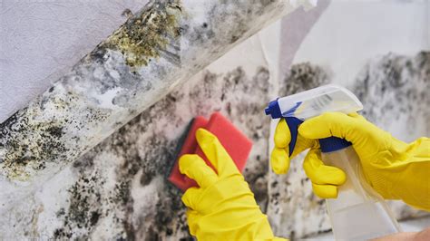 Problems With DIY Mold Removal | Pure Maintenance NE