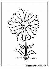 Daisy Flower Coloring Page sketch template