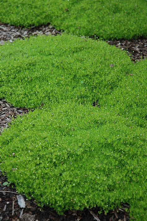 Irish Moss (Sagina subulata) in Naperville Aurora Batavia Oswego Chicago Wheaton Illinois IL at ...