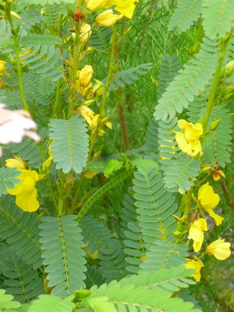 Garden of Aaron: Partridge Pea - One of the Best (Self-Sowing) Annuals ...