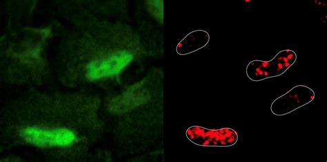 DNA damage repaired by antioxidant enzymes - CeMM