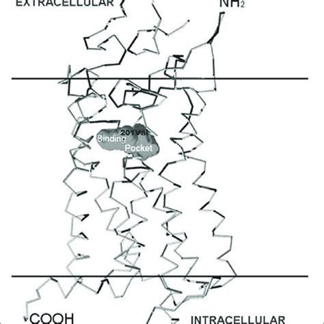 | Cysteinyl leukotriene synthesis pathway. Leukotriene biosynthesis... | Download Scientific Diagram