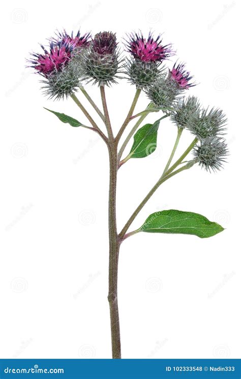 Great Burdock Arctium Lappa Flower Stock Photo - Image of asteraceae, blossom: 102333548