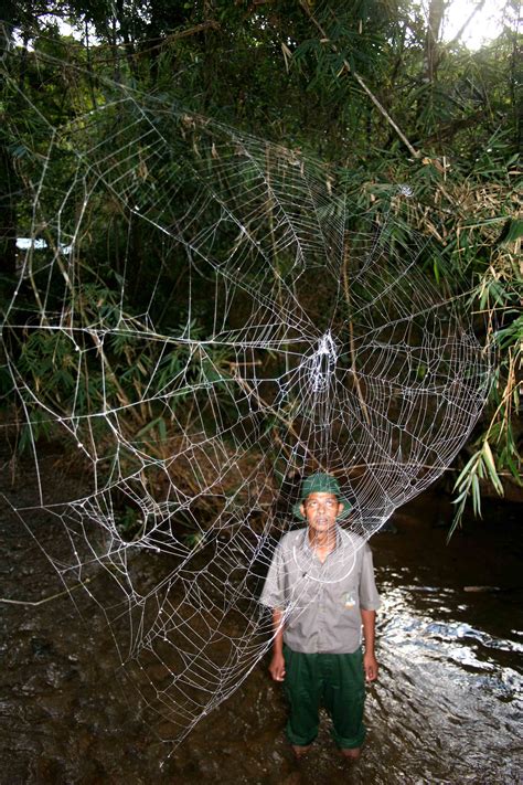 Smithsonian Insider – Newly discovered Madagascar spider spins largest ...