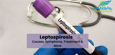 Leptospirosis: Causes, Symptoms, Treatment And More