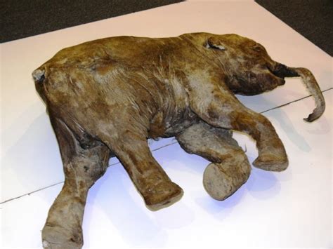 Frozen Baby Mammoth Found in Russia | Unp.me