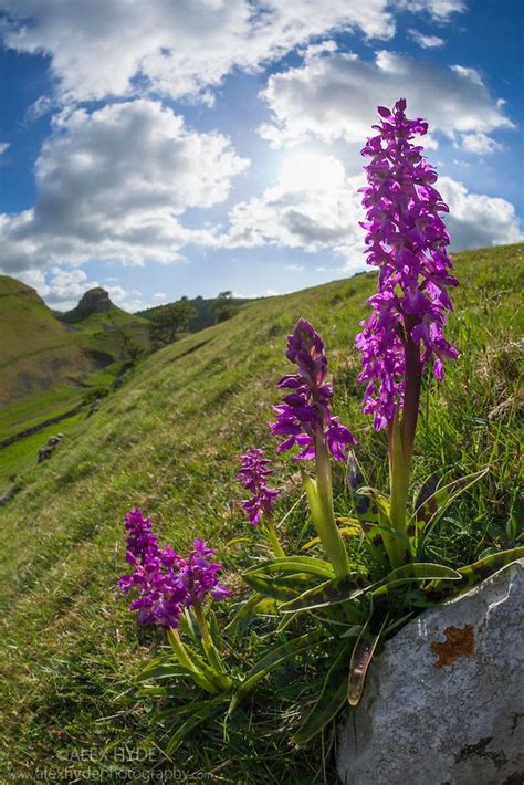 Early Purple Orchids {Orchis mascula} | Alex Hyde | Purple orchids, British wild flowers, Orchids