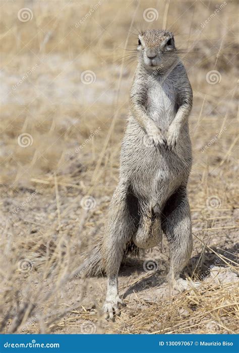 Cape Ground Squirrel in Namibia Stock Image - Image of nature, sunshade ...