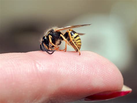 Wasps Life Cycle - Wasp Sting Symptoms and Treatment