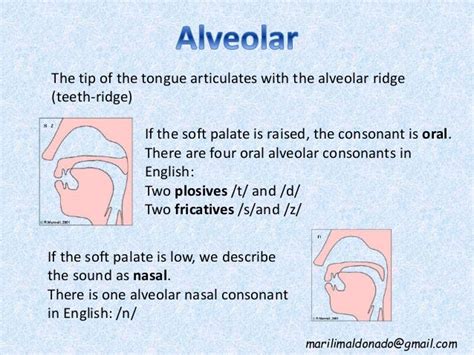 English Consonants - Place of articulation