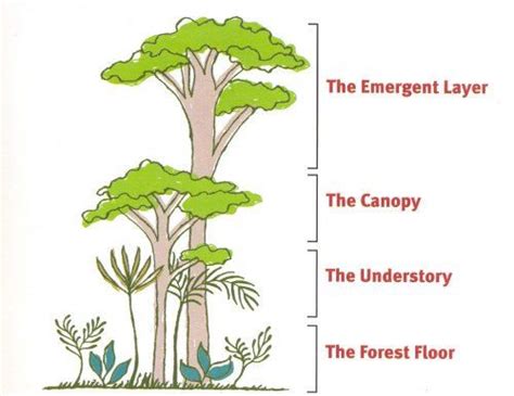 Emergent Layer | Rain forest diorama, Rainforest, Rainforest animals