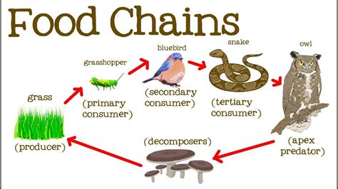 What are the roles of producers, consumers, and decomposers in an ecosystem - brainly.com