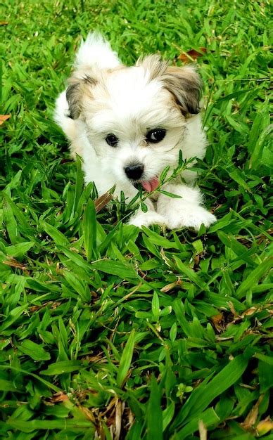 Premium Photo | Puppy playing