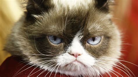 Grumpy Cat wins copyright lawsuit