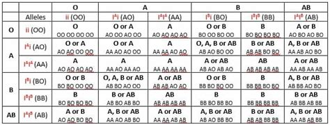 Blood Type Heredity | Biology Dictionary