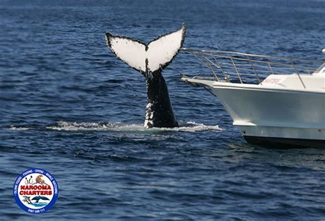 Whale Watching Photos - Narooma Charters