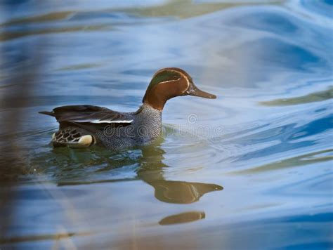 Eurasian Teal Male on the River Stock Image - Image of nature, beauty ...