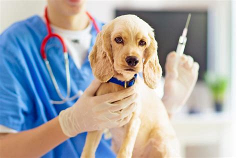 Pet Vaccines: What you should know - Hillcrest Veterinary Hospital