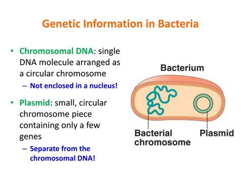 PPT - Classification of Bacteria PowerPoint Presentation, free download ...