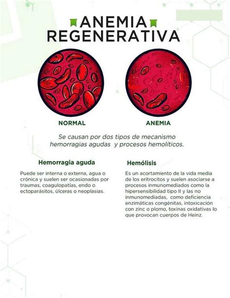 Anemia regenerativa | fraii | uDocz