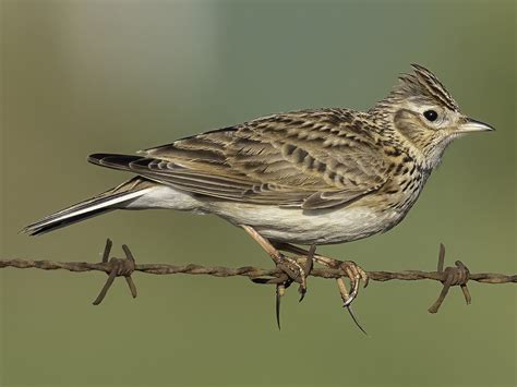 Eurasian Skylark - eBird