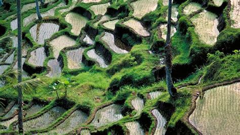 Paddy | Rice Farming, Harvesting & Processing | Britannica