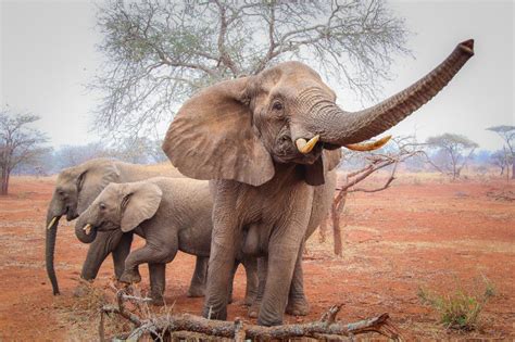 Elephant, African - Trunk - Fascinating Africa