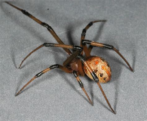 Off-Ramp® | Invasive brown widow spiders are pushing out black widows | 89.3 KPCC