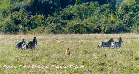 lions hunting zebra - Africa Geographic