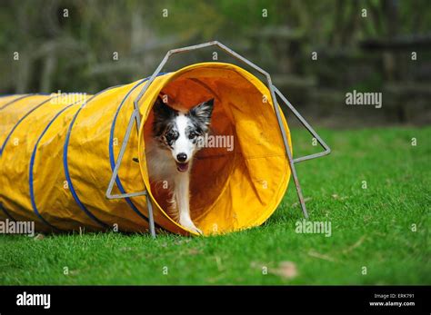 Border Collie at agility Stock Photo - Alamy