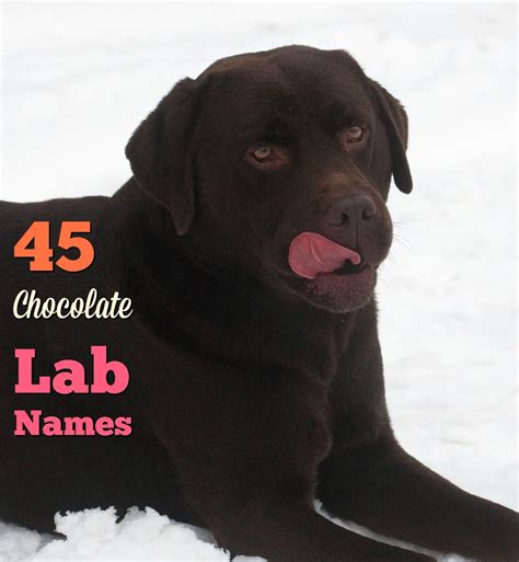 The Modern Bark | Dog Training Tips: 45 Meaningful Female Chocolate Labrador Names