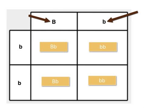 Punnett Square Diagram Diagram | Quizlet