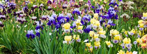 Iris Planting Guide: Optimizing Spacing for Healthy Growth | AftonVilla.com