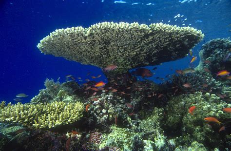 Table Coral Photograph by Greg Ochocki