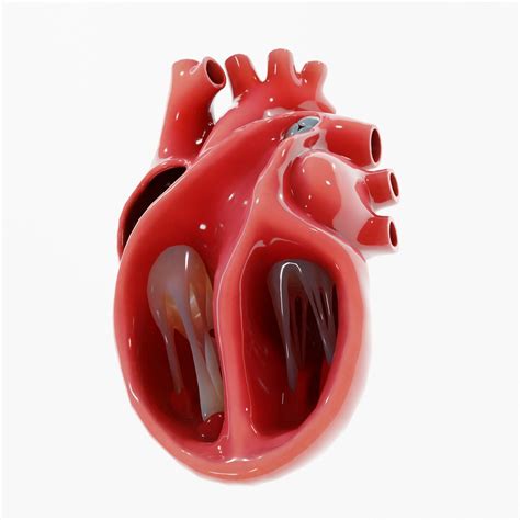 Human Heart Section 3D model | CGTrader