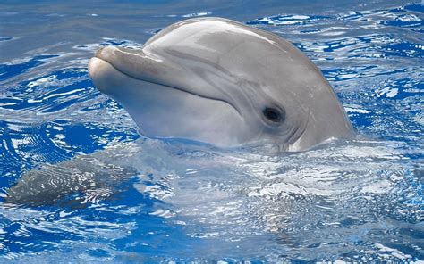 Discover more than 76 dolphin wallpaper for walls best - noithatsi.vn