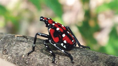 Surviving Spotted Lanternfly - Northeastern IPM Center