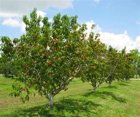 Peach trees, Dream landscape, Plants