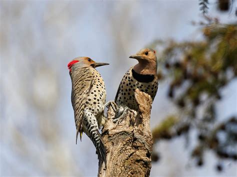 Female Northern Flickers (Male vs Female Identification… | Birdfact