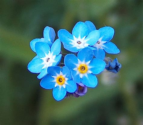 Myosotis ideal for the so-called spring, summer bouquets and ...