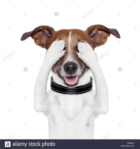 Dog Hiding Face High Resolution Stock Photography and Images - Alamy